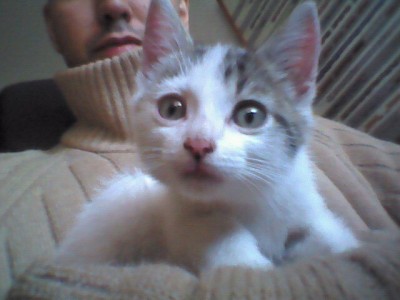 uploadfromtaptalk1414783331715.jpg (67.71 KiB) Visto 32008 veces uploadfromtaptalk1414783331715.jpg