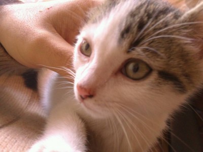 uploadfromtaptalk1414783350283.jpg (61.57 KiB) Visto 32008 veces uploadfromtaptalk1414783350283.jpg