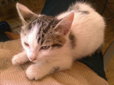 uploadfromtaptalk1414783375858.jpg (85.65 KiB) Visto 15038 veces uploadfromtaptalk1414783375858.jpg